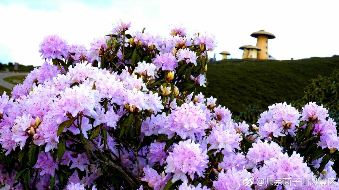 抖音涨赞平台24小时：新型电池技术突破实现充电速度翻倍_抖音号自助下单平台